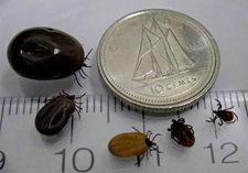 various sizes of ticks next to a dime and ruler