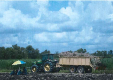 Farm workers resting under shade umbrella in sugarcane field