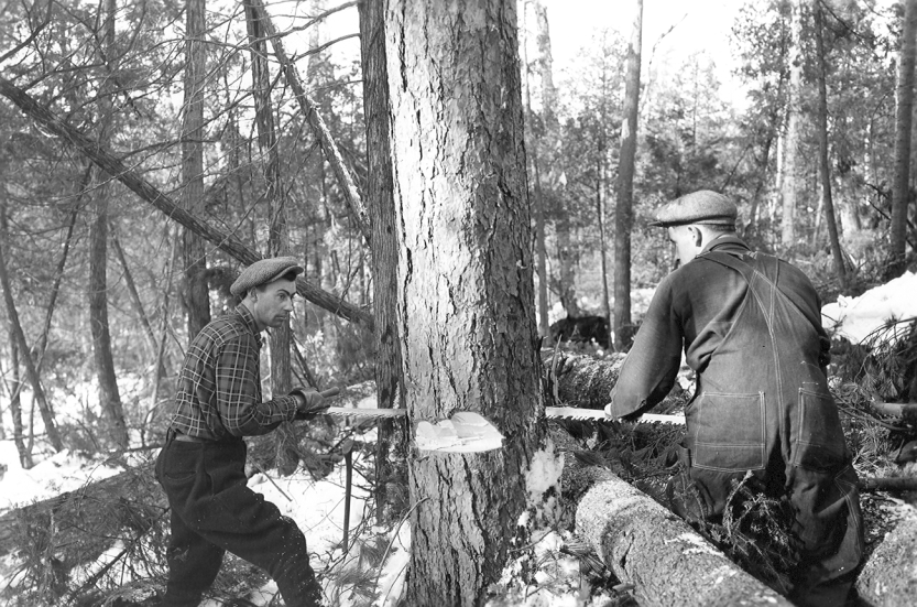 Forestry archives Felling Red Pine