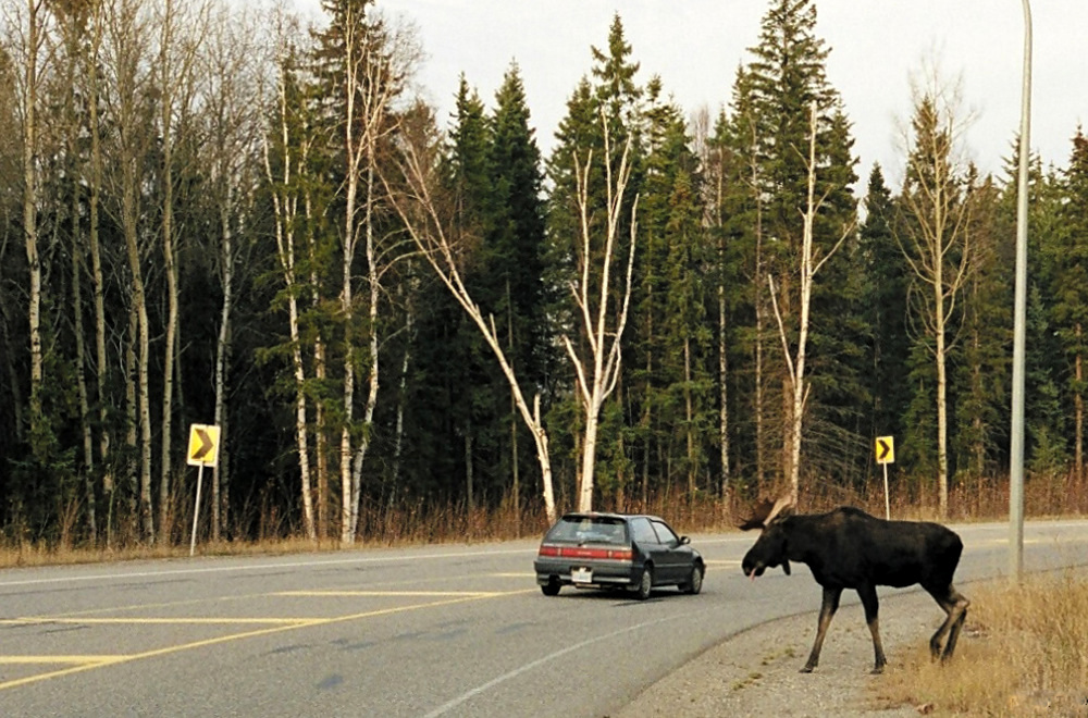 Moose crossing highway