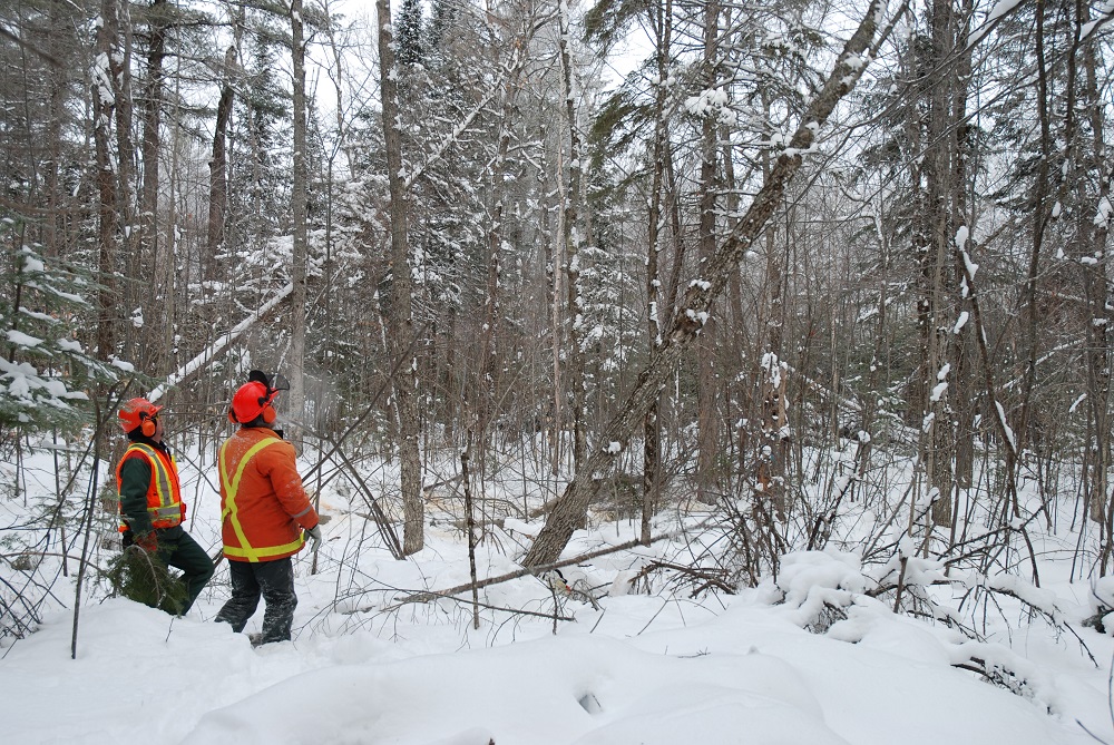 Two workers in winter forest